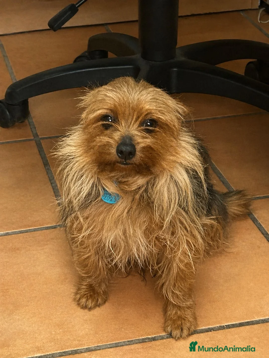 Yorkshire Terrier perros en venta: Yorkshires camada - Anuncio 6