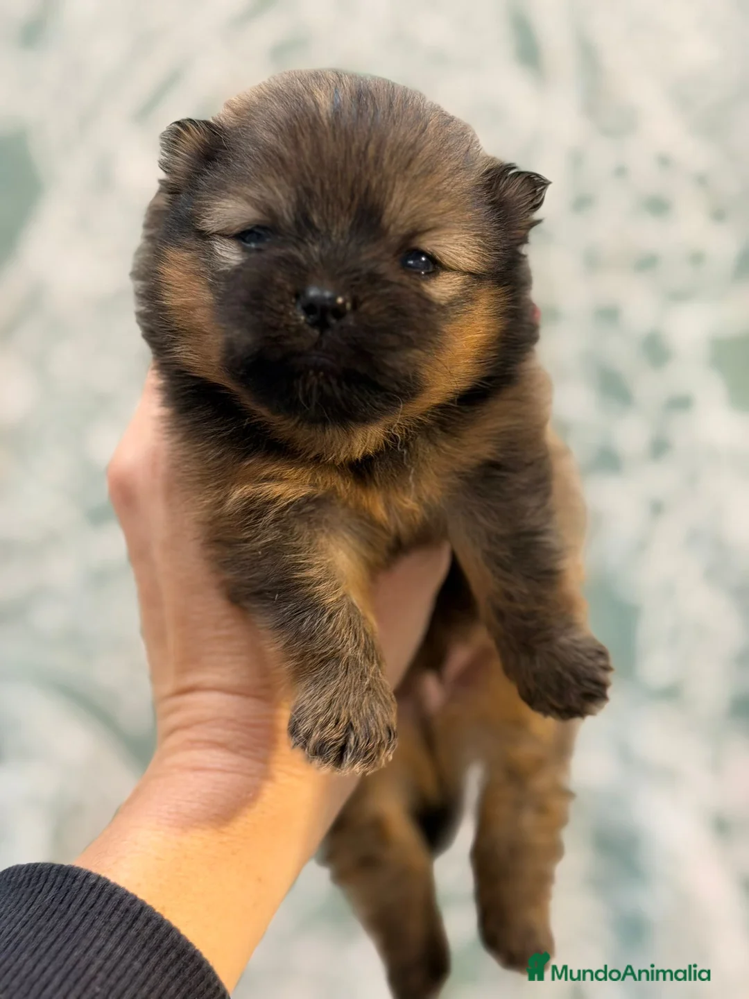 Pomerania perros en venta: POMERANIA - Anuncio 3