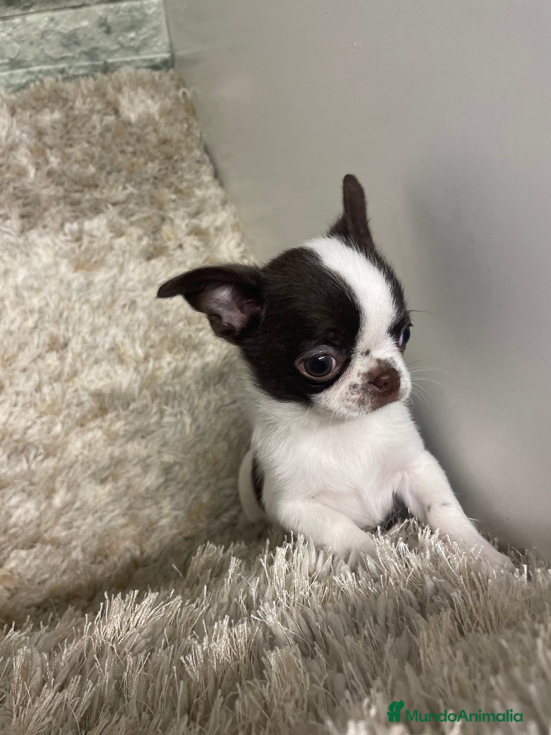 Chihuahua perros en venta: Chihuahuas Machos  - Anuncio 6