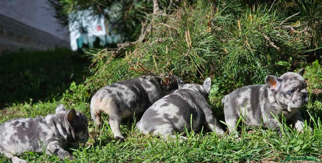 Bulldog Francés perros en venta: ‼️‼️BULLDOG FRANCES EXÓTICOS - Anuncio 2