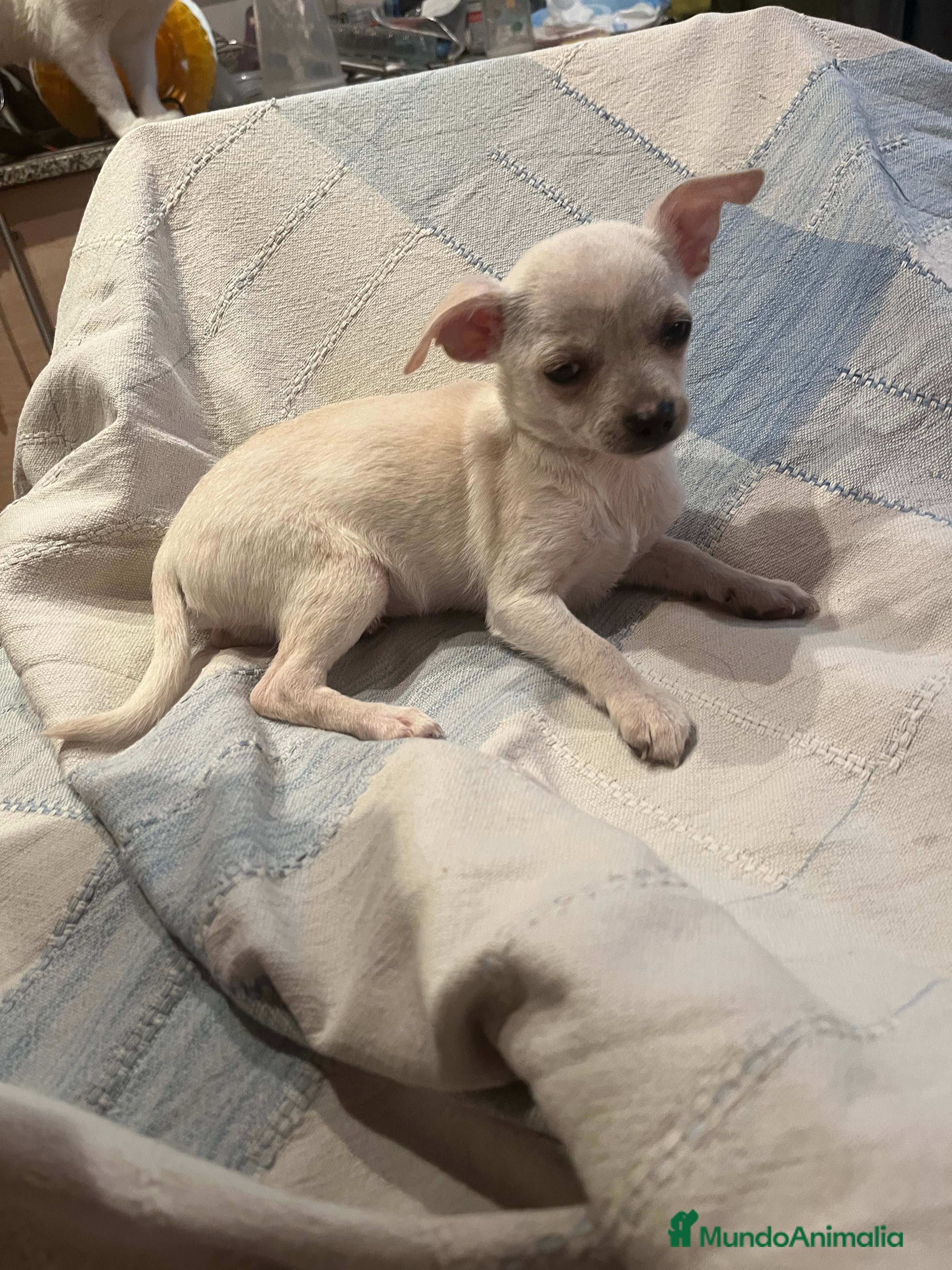 Chihuahua perros Chihuhua mini  - Anuncio 5