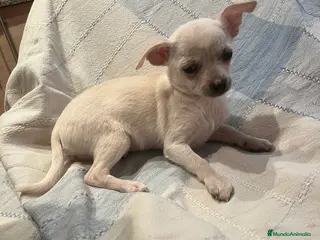 Chihuahua perros Chihuhua mini - Anuncio 5