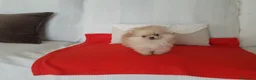 Pomerania perros en venta: Lulú de Pomerania  - Anuncio 1