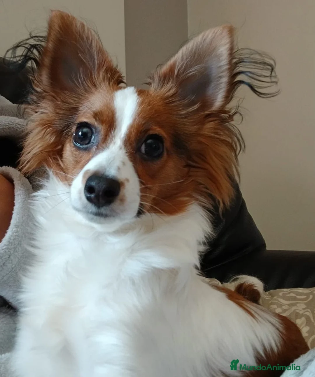 Raza Mixta perros en venta: Se regala cachorro 9 meses - Anuncio 2