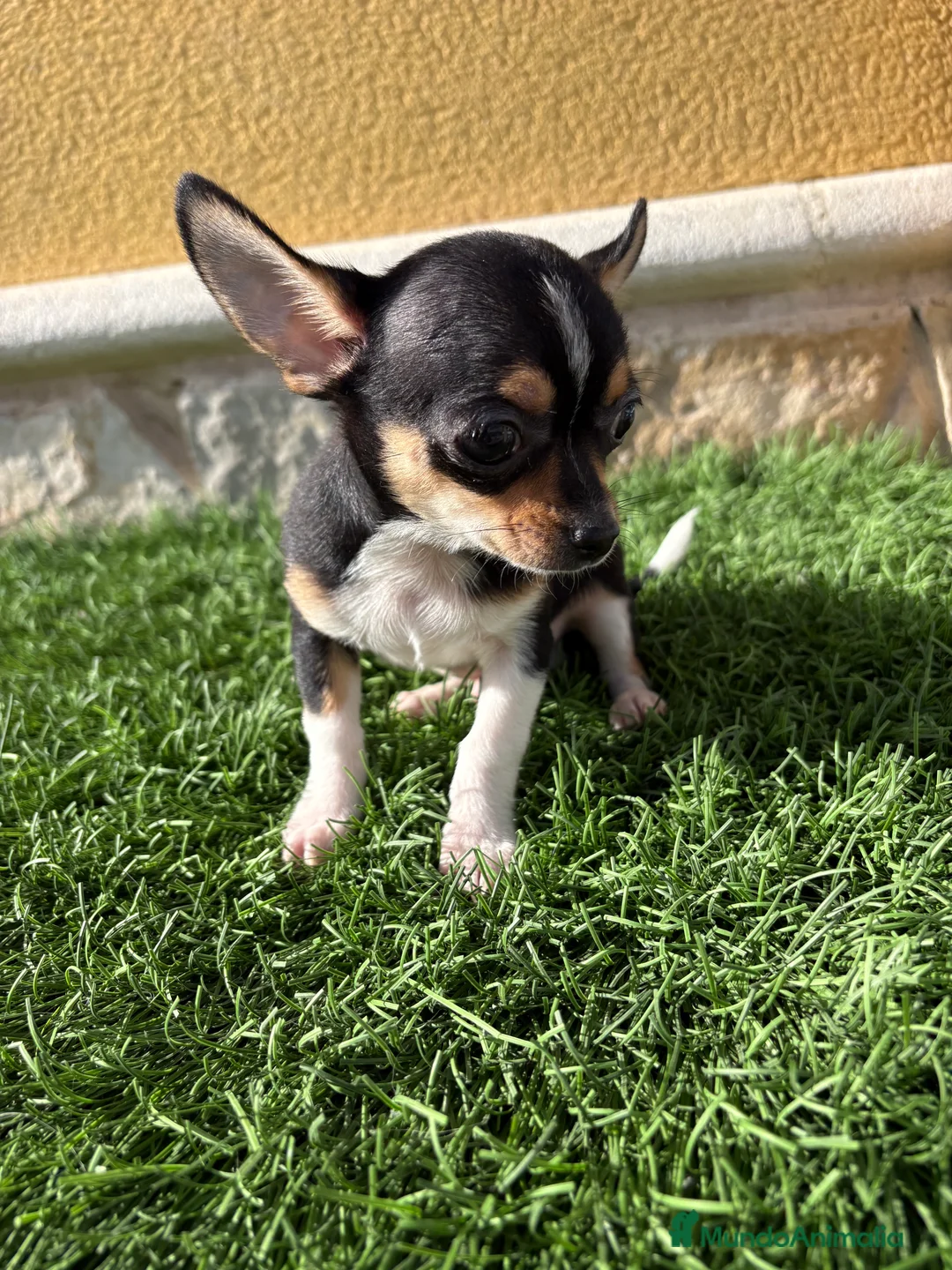 Chihuahua perros en venta: Chihuahua Toy tricolor macho - Anuncio 19