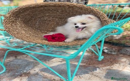 Pomerania perros en venta: Pomerania hembra disponible !!!! - Imagen 1