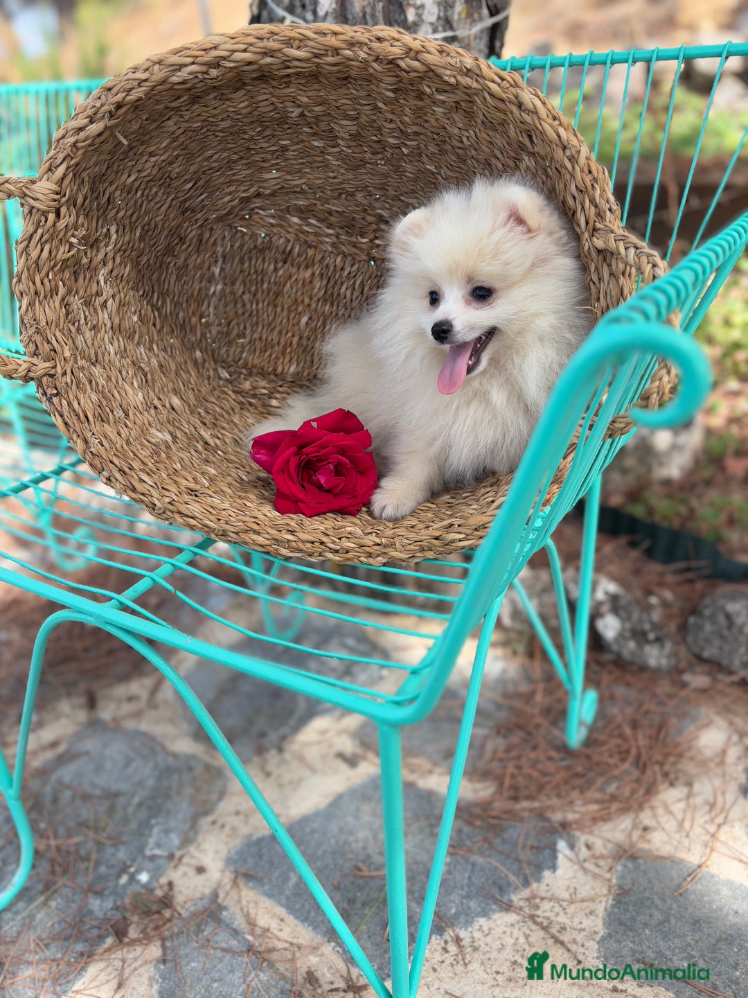Pomerania perros en venta: Pomerania hembra disponible !!!! - Imagen 1