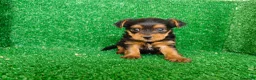 Yorkshire Terrier perros en venta: Yorkshire terrier - Anuncio 5