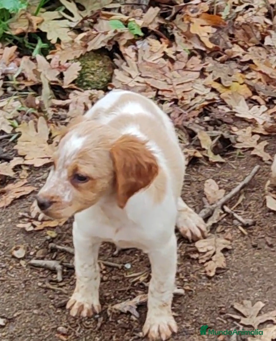 Épagneul Breton perros en venta: CACHORRAS EPAGNEUL BRETON  - Anuncio 5