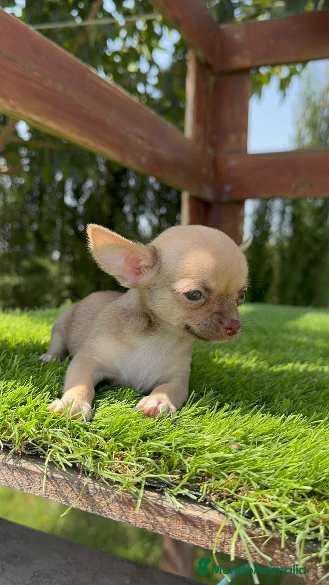 Chihuahua perros en venta: CHIHUAHUA MACHO - Imagen 11