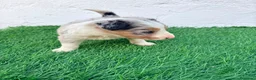 Border Collie perros en venta: Border Collie tri merle blue choco - Anuncio 3