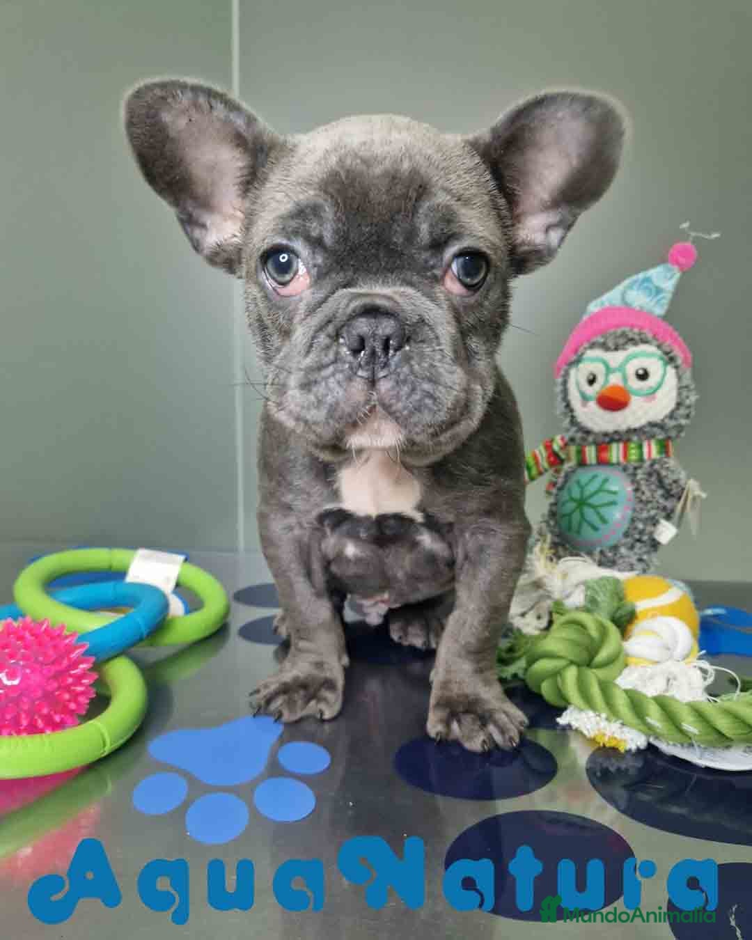 Bulldog Francés perros en venta: Bulldog Frances Macho CJMM 2663 AQUANATURA - Anuncio 2