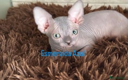 Sphynx gatos en venta: Sphynx únicos 💙 - Imagen 3