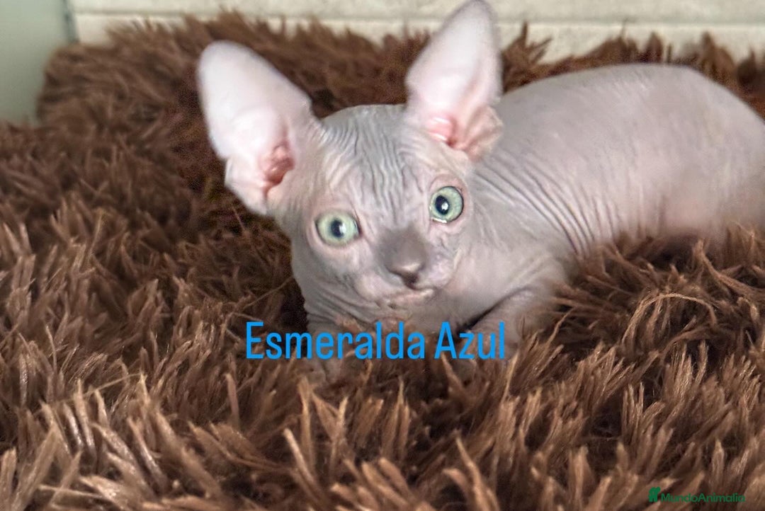 Sphynx gatos en venta: Sphynx únicos 💙 - Imagen 3