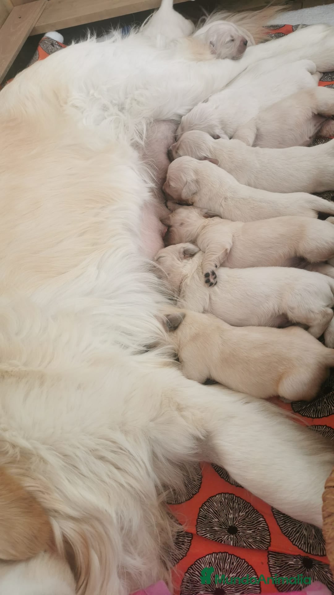 Golden Retriever perros Golden Retriever - Anuncio 2