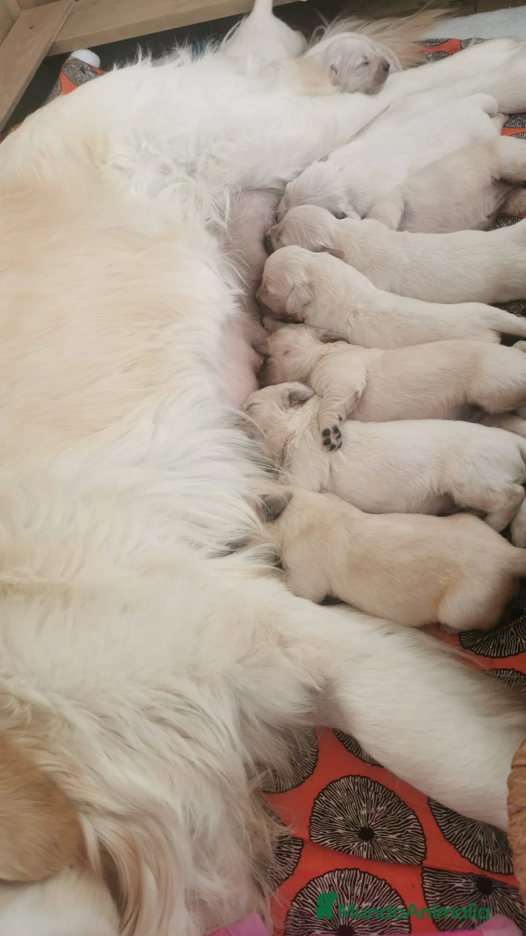 Golden Retriever perros en venta: Golden Retriever - Anuncio 1