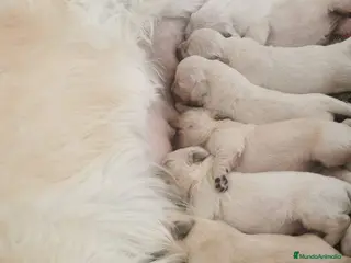 Golden Retriever perros Golden Retriever - Anuncio 5