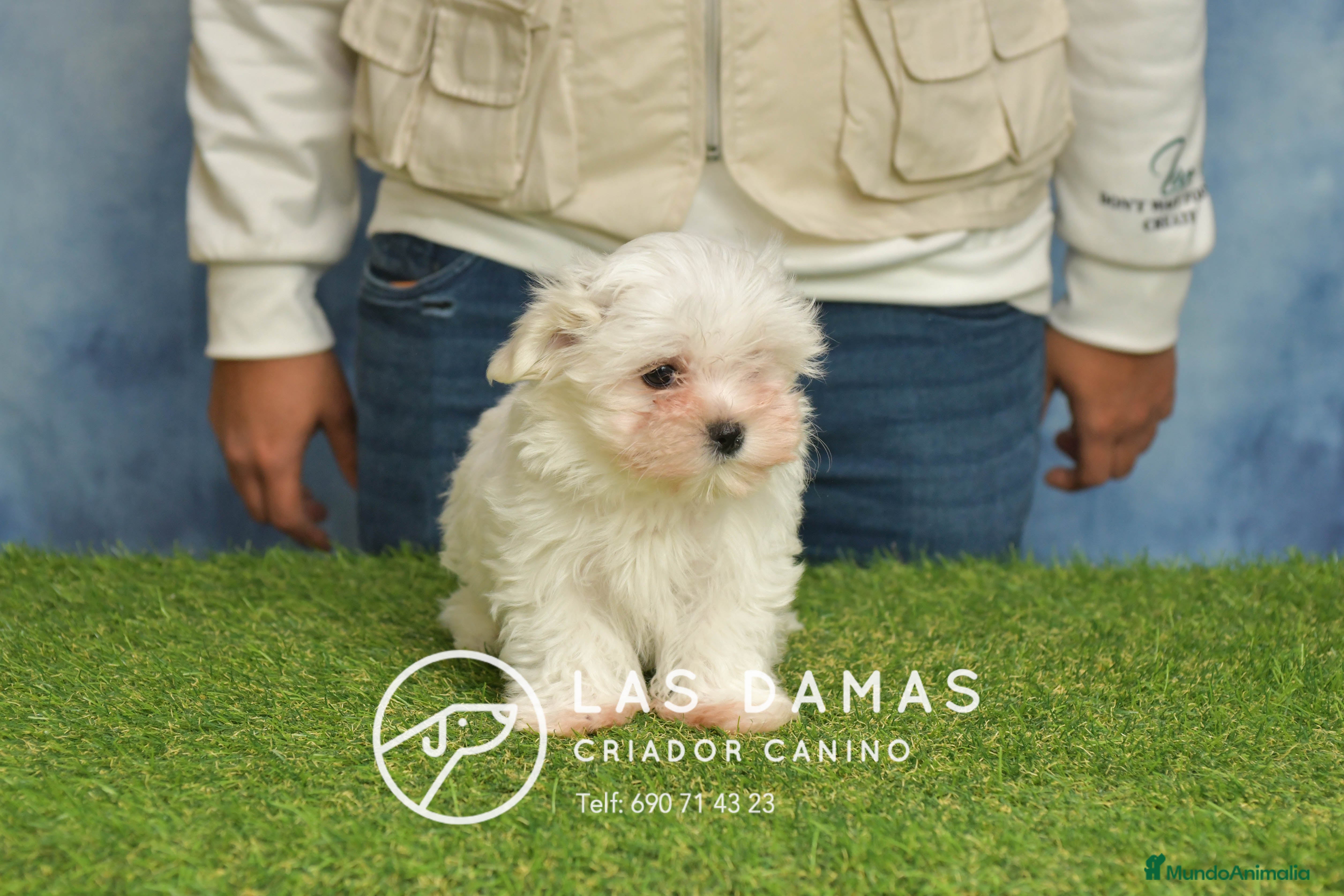 Bichón Maltés perros BICHÓN MALTÉS DISPONIBLE - Anuncio 1