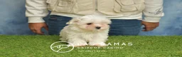 Bichón Maltés perros en venta: BICHÓN MALTÉS DISPONIBLE - Anuncio 1