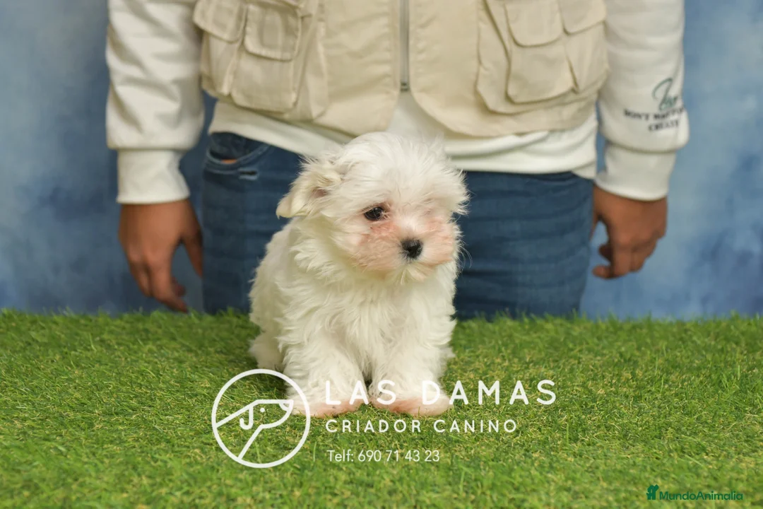 Bichón Maltés perros en venta: BICHÓN MALTÉS DISPONIBLE - Anuncio 1