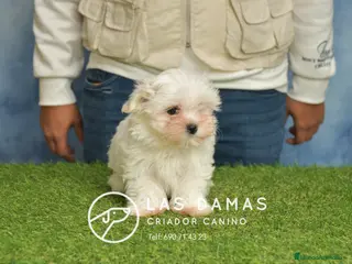 Bichón Maltés perros BICHÓN MALTÉS DISPONIBLE - Anuncio 3