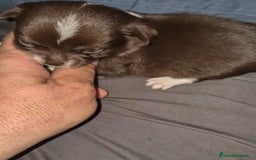Chihuahua perros en venta: Chihuahuas cabeza manzana - Imagen 11