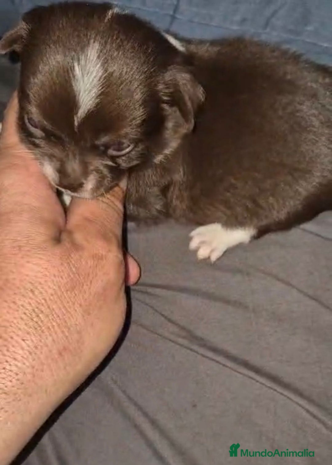 Chihuahua perros en venta: Chihuahuas cabeza manzana - Imagen 11