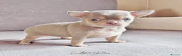 Chihuahua perros en venta: Chihuahua lila and tan - Anuncio 2
