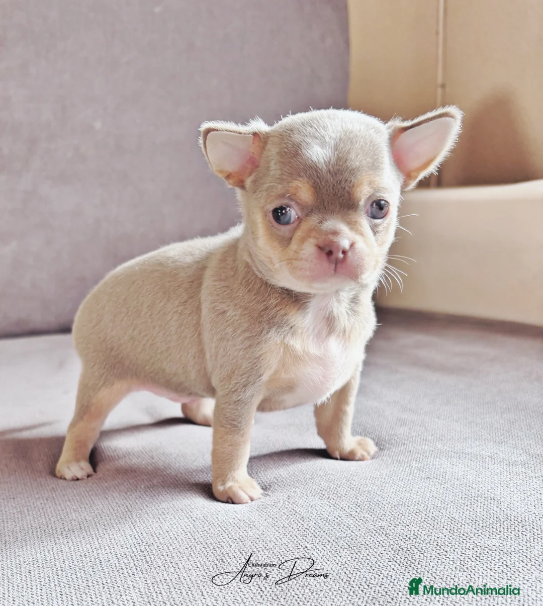 Chihuahua perros en venta: Chihuahua lila and tan - Anuncio 2