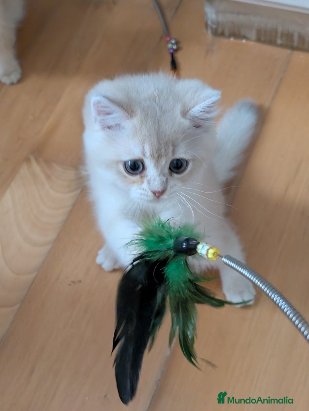 Británico de Pelo Corto gatos en venta: British shorthair en variedad golden - Imagen 10