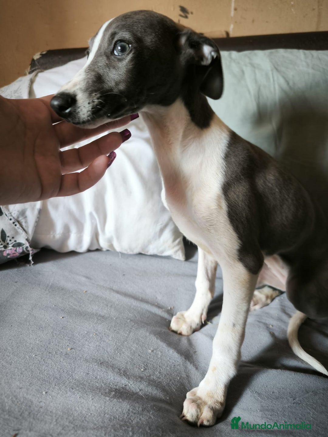 Whippet perros en venta: Whippet Macho - Imagen 5