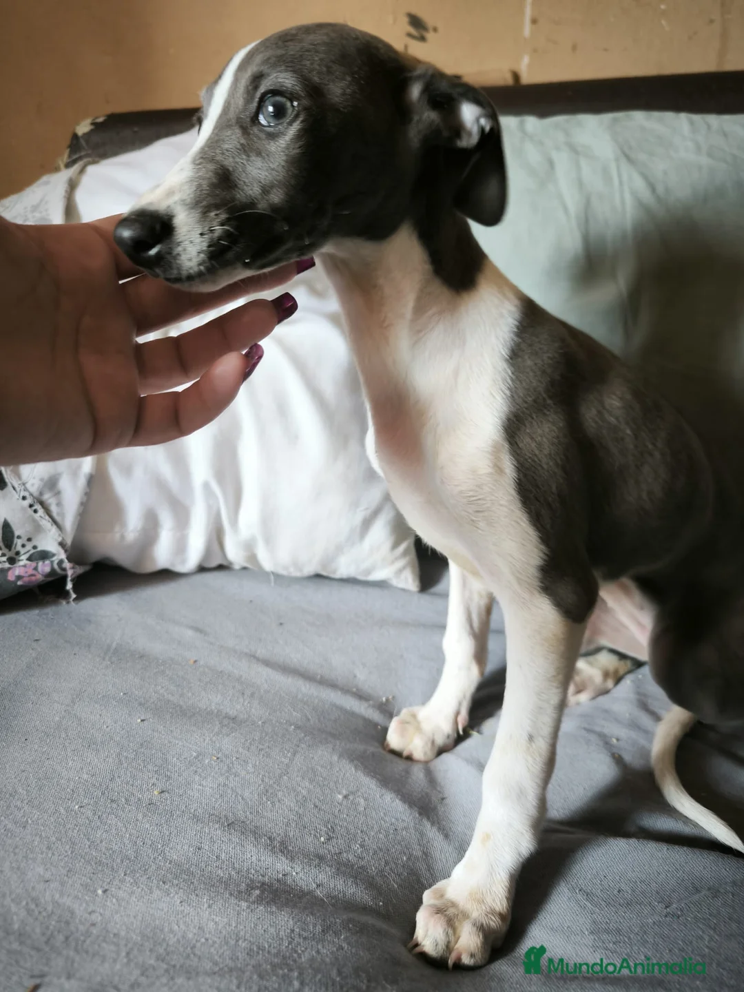 Whippet perros en venta: Whippet Macho - Anuncio 5