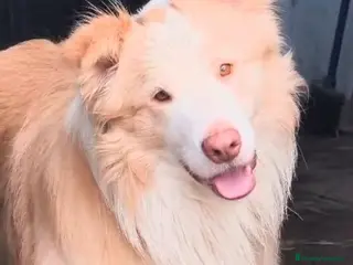 Border Collie perros Muy exclusivo. Border collie ee-red/rojo australia - Anuncio 11