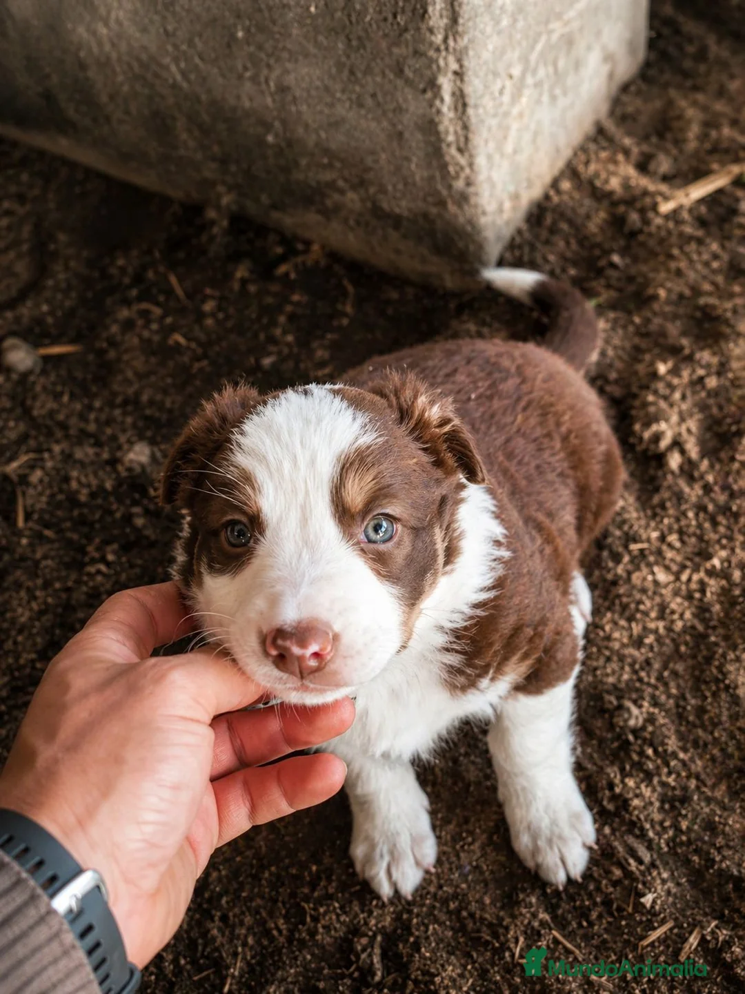 Border Collie perros en venta: BORDER COLLIE CHOCOLATE  en Badajoz - Anuncio 1