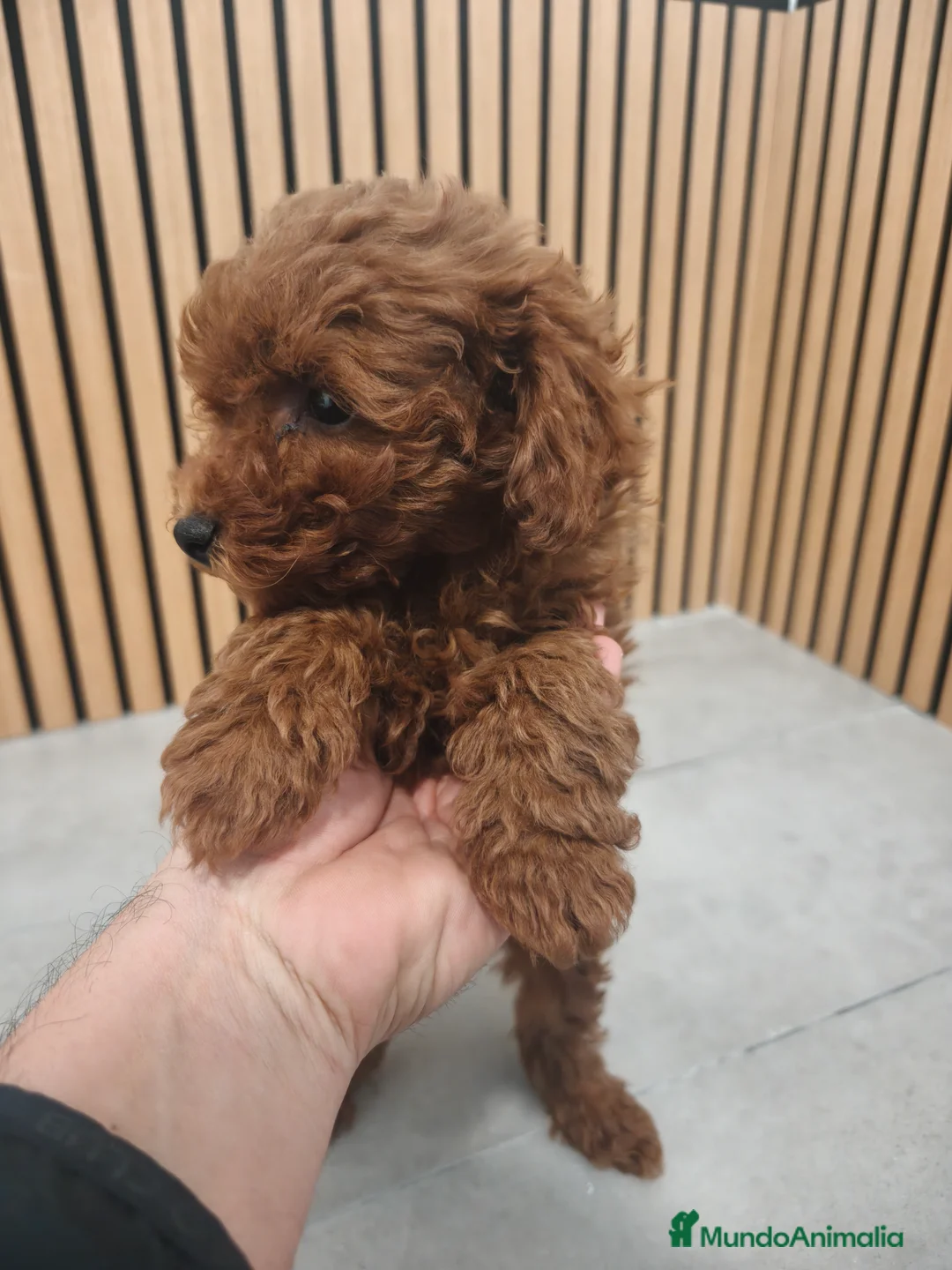 Caniche Toy perros en venta: Caniche Toy macho rojo pimentón  - Anuncio 6