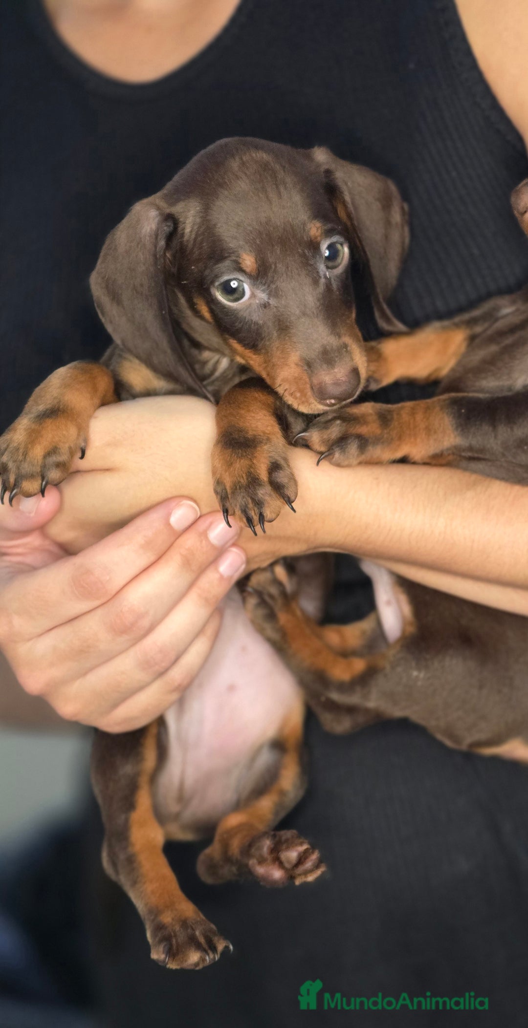 Teckel Miniatura perros en venta: Teckel chocolate inigualables  - Imagen 4
