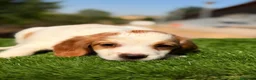 Épagneul Breton perros en venta: Breton hembra  - Anuncio 11
