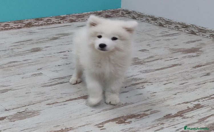 Samoyedo perros - Anuncio 1