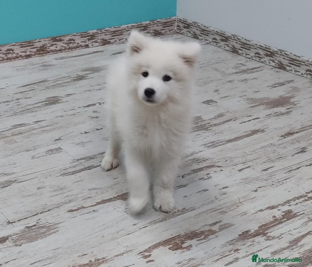 Samoyedo perros en venta: SAMOYEDO - Imagen 1