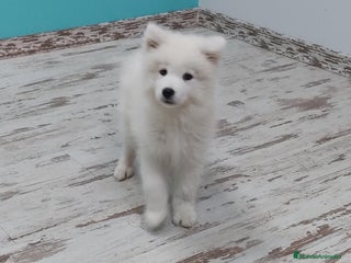Samoyedo perros - Anuncio 33