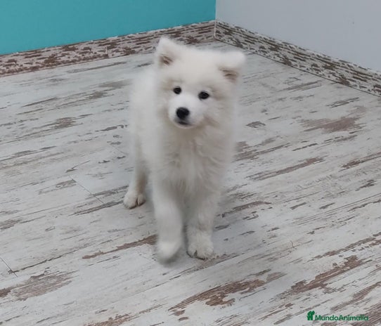 Samoyedo perros - Anuncio 1