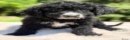 Perro de Agua Español perros en venta: Pdae negro y blanco  - Anuncio 3