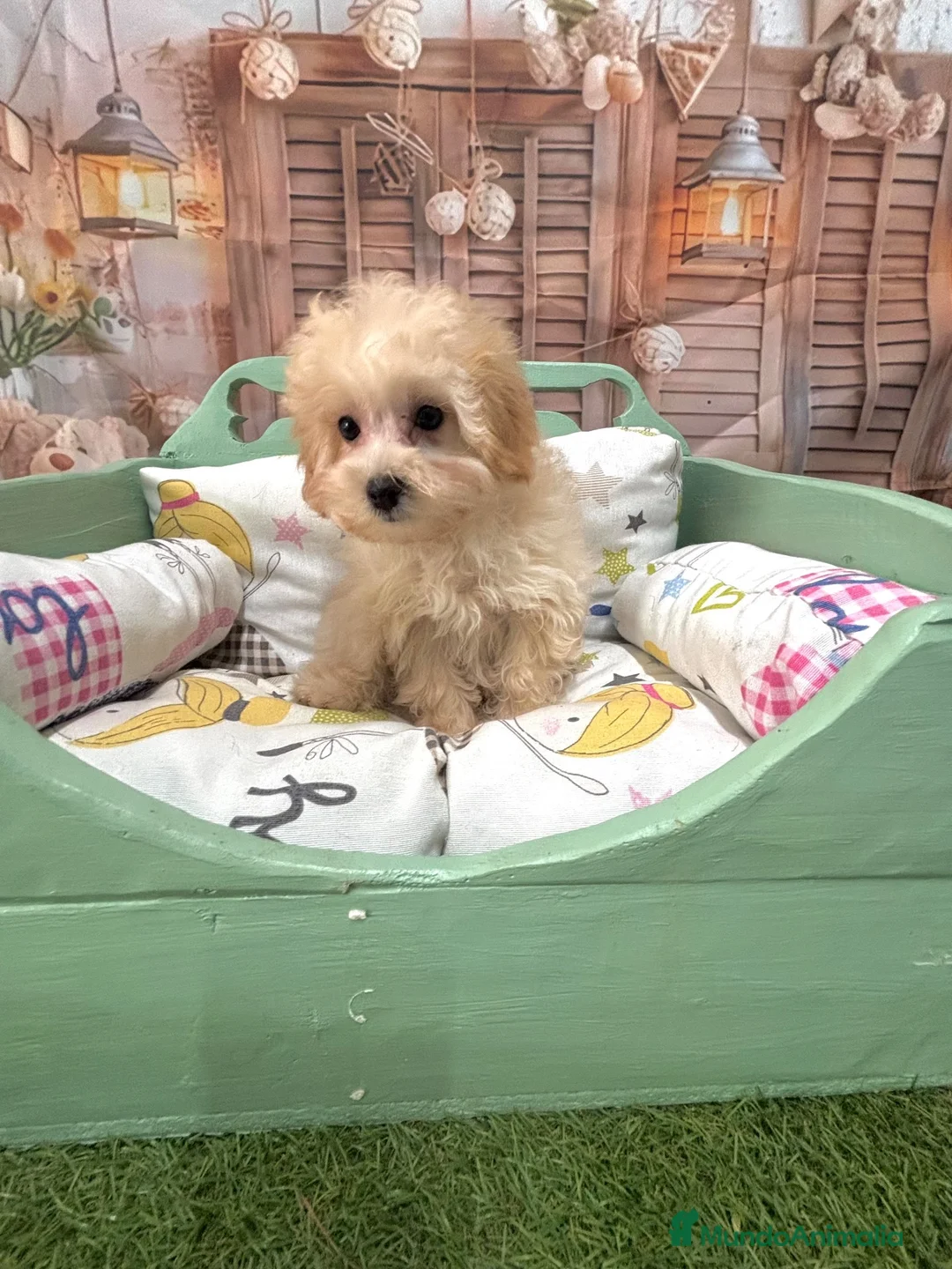 Maltipoo perros en venta: Maltipoo Toy muy chiquitín listo para entregar!! - Anuncio 2