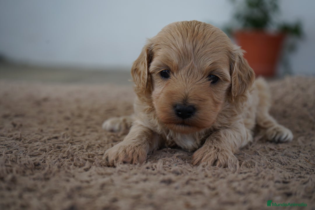 Maltipoo perros en venta: 🌸Tres pequeñas Maltipoo · Red Suco, Flora y Grey✨ - Imagen 6
