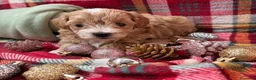 Maltipoo perros en venta: Maltipoo bicolor muy bonito!!! - Anuncio 11