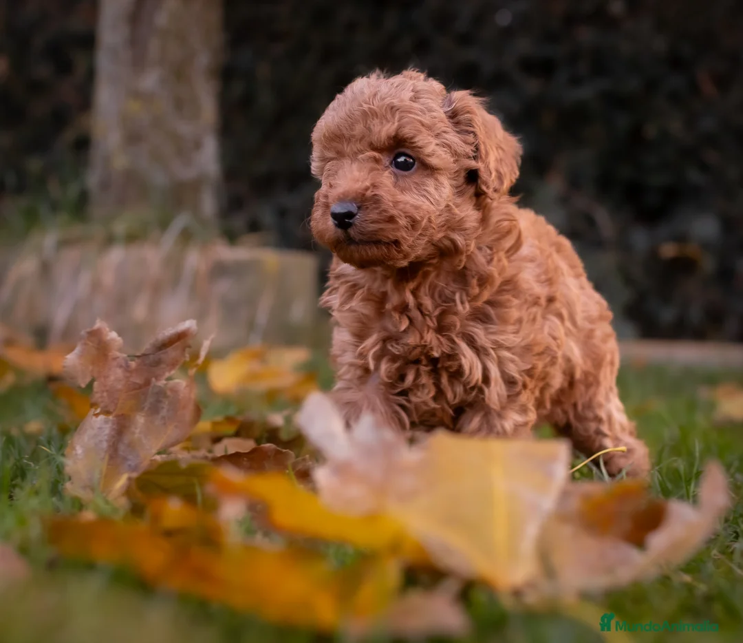 Caniche Toy perros en venta: Caniche Apricot  - Anuncio 6