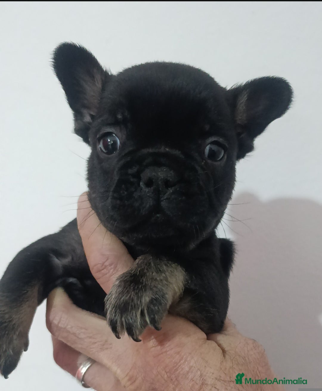 Bulldog Francés perros en venta: Bulldog francés  - Anuncio 3