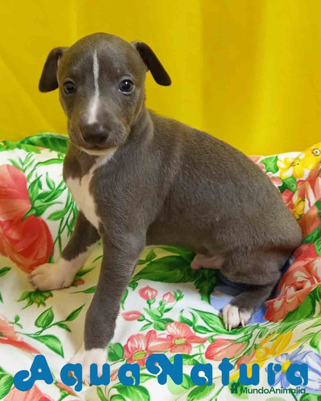 Pequeño Lebrel Italiano perros Lebrel Italiano Macho 1755 AQUANATURA - Anuncio 2