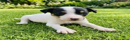 Ratonero Bodeguero Andaluz perros en venta: Disponible Bodeguero Andaluz de calidad  - Anuncio 3