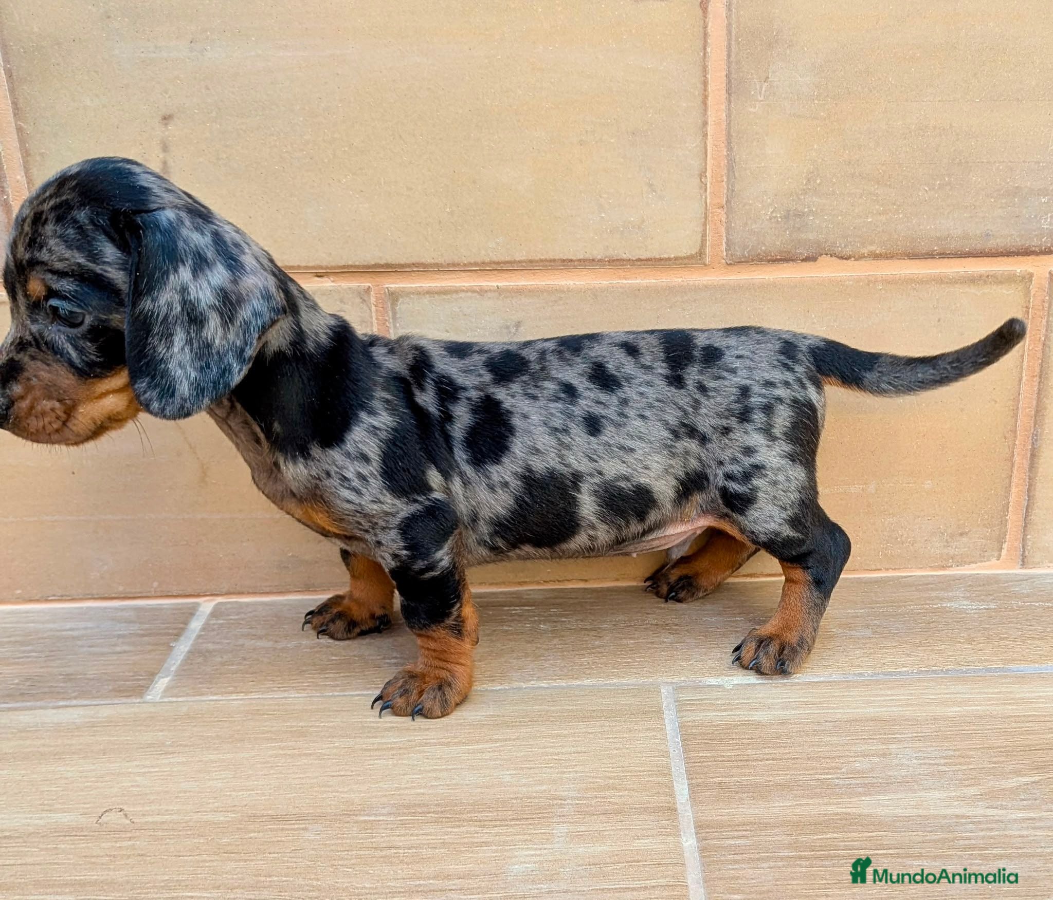 Teckel Miniatura perros Teckel miniatura - Anuncio 2